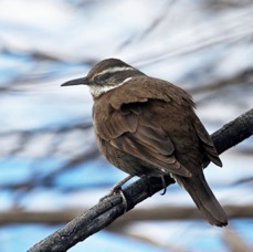 CINCLODES  DARK-BELLIED    Torres del Paine.jpg
