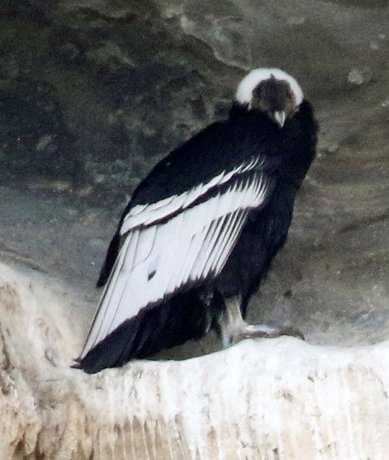 CONDOR ANDEAN  at nest site..    Punta             Arenas area.jpg