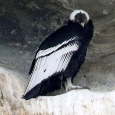 CONDOR ANDEAN  at nest site..    Punta             Arenas area.jpg