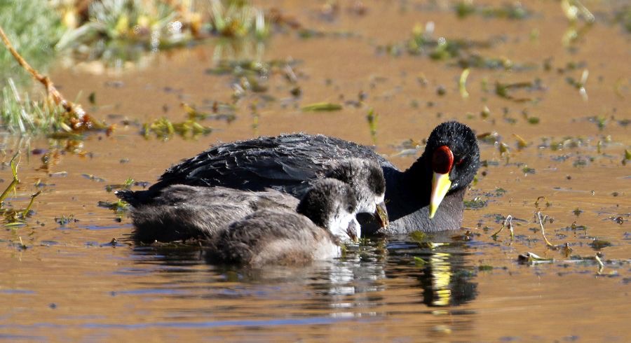 COOT   ANDEAN        with young   Atacama.       Vado de Putana.jpg