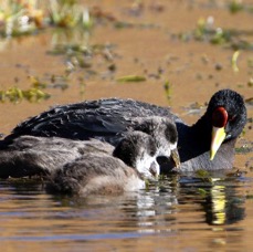 COOT   ANDEAN        with young   Atacama.       Vado de Putana.jpg