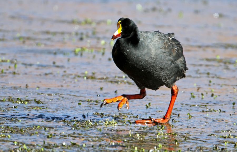 COOT.   GIANT.  walking on water   Atacama.        Vado de Putana.JPG