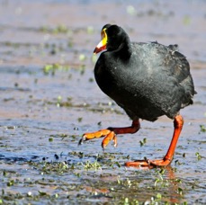 COOT.   GIANT.  walking on water   Atacama.        Vado de Putana.JPG