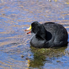 COOT.   GIANT. calling.    Atacama.       Vado de Putana..JPG