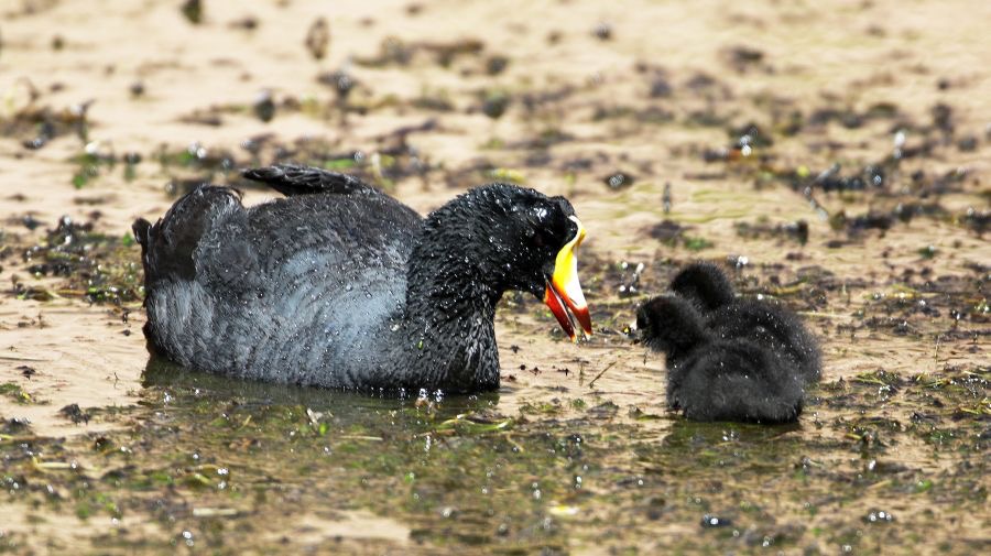 COOT.  GIANT.  with young.  Atacama.        Vado de Putana.JPG