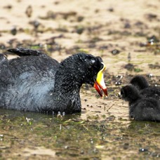 COOT.  GIANT.  with young.  Atacama.        Vado de Putana.JPG