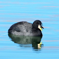 COOT.  HORNED  Atacama   Altiplano..jpg