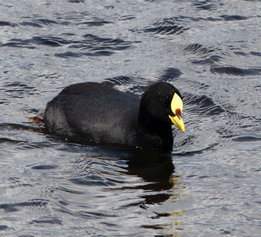 COOT...   RED-GARTERED.    Torres del Paine.JPG