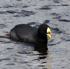 COOT...   RED-GARTERED.    Torres del Paine.JPG