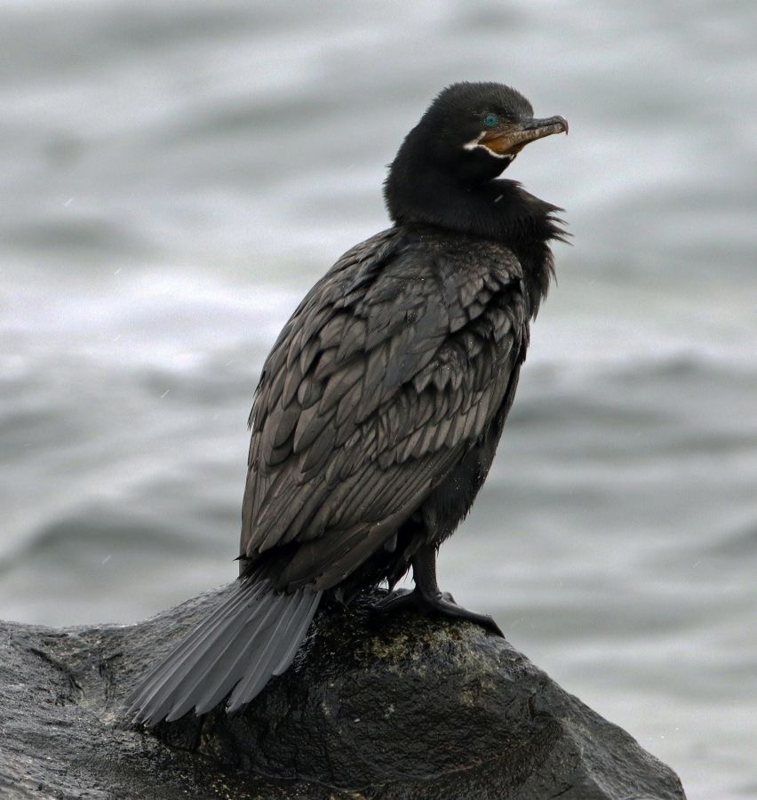 CORMORANT NEOTROPIC Punta Arenas  area..jpg