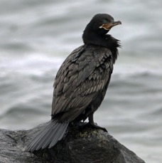 CORMORANT NEOTROPIC Punta Arenas  area..jpg