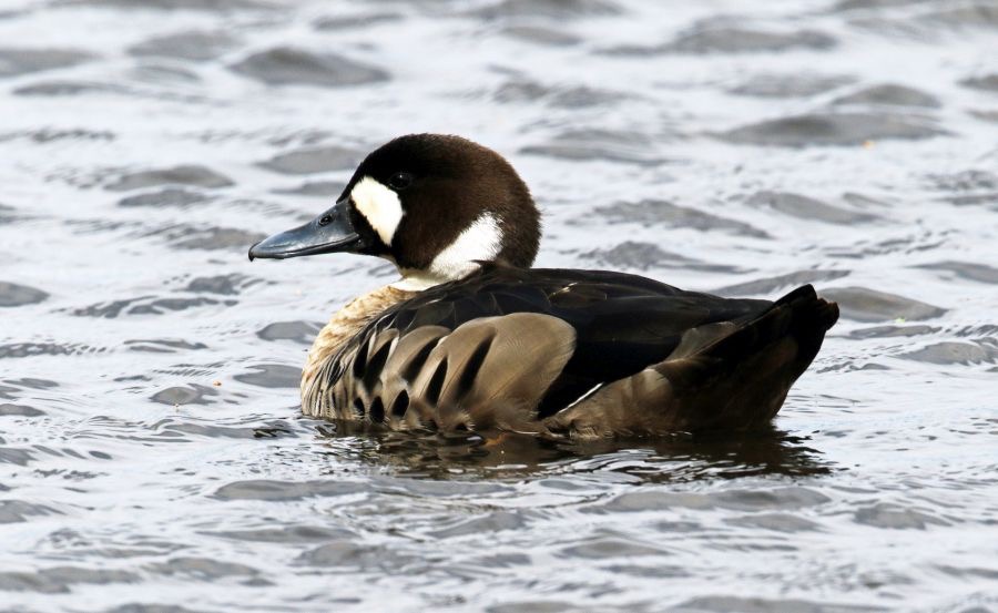 DUCK  SPECTACLED              Torres del Paine.jpg