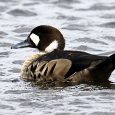 DUCK  SPECTACLED              Torres del Paine.jpg