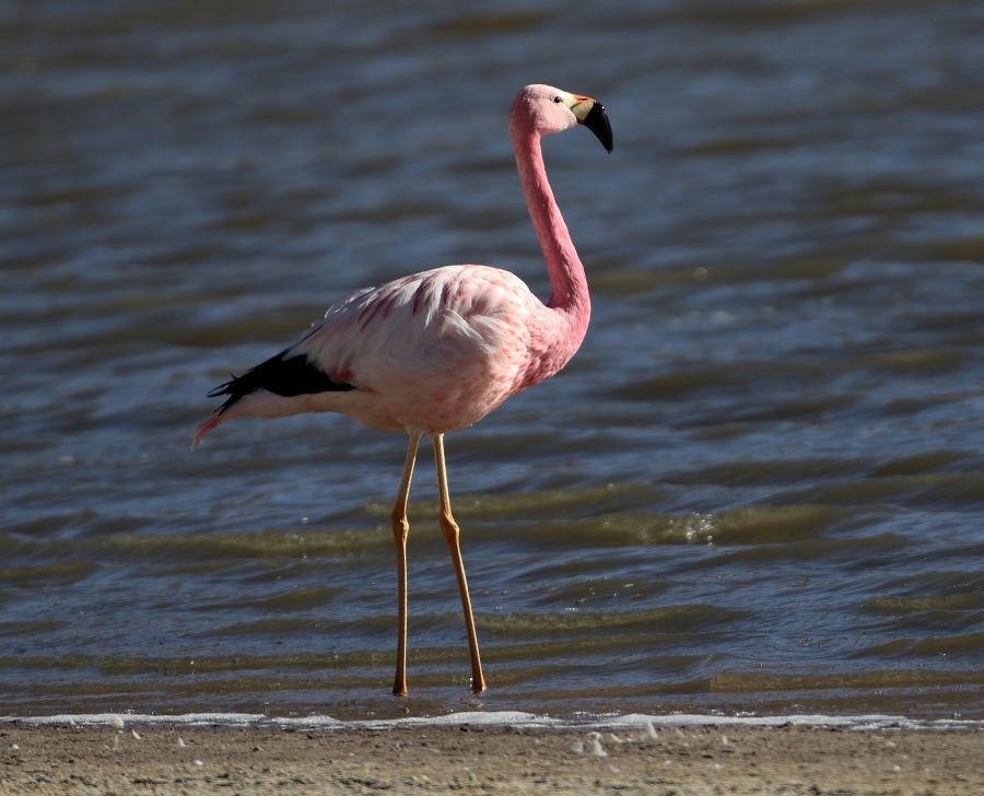 FLAMINGO  ANDEAN  Adult. Atacama. Vado de Putana.jpg