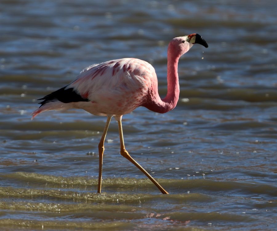 FLAMINGO  ANDEAN  Adult.. Atacama. Vado de Putana..jpg