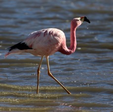 FLAMINGO  ANDEAN  Adult.. Atacama. Vado de Putana..jpg