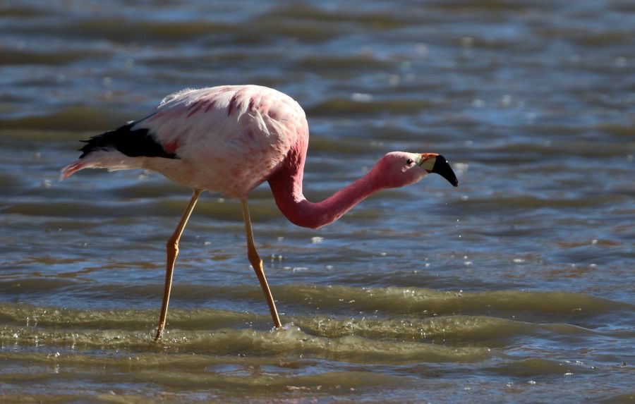 FLAMINGO  ANDEAN Adult.Atacama  Vado de Putana.jpg