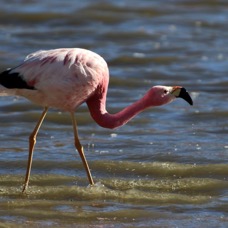 FLAMINGO  ANDEAN Adult.Atacama  Vado de Putana.jpg