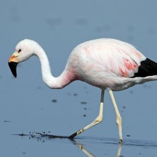 FLAMINGO  ANDEAN Subadult.    Laguna Chaxa..jpg