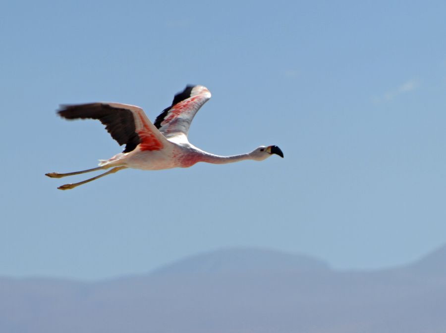 FLAMINGO  ANDEAN Subadult..flying. Laguna  Chaxa..jpg