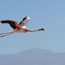 FLAMINGO  ANDEAN Subadult..flying. Laguna  Chaxa..jpg