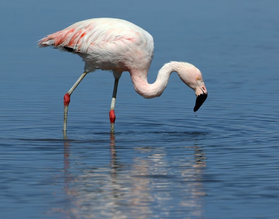 FLAMINGO  CHILEAN  Subadult..  Laguna  Chaxa.jpg