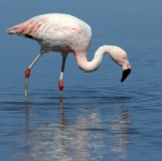 FLAMINGO  CHILEAN  Subadult..  Laguna  Chaxa.jpg