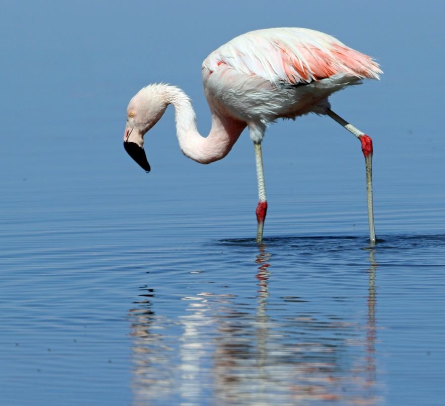 FLAMINGO  CHILEAN Subadult.   Laguna Chaxa..jpg
