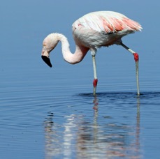 FLAMINGO  CHILEAN Subadult.   Laguna Chaxa..jpg