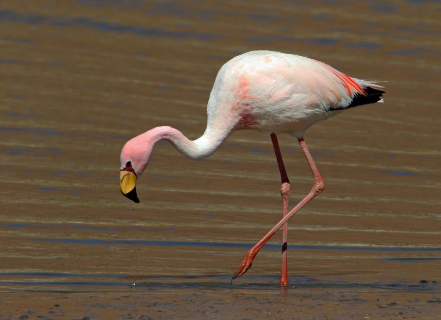 FLAMINGO  PUNA (JAMES)   Adult.  Atacama Vado de Putana.jpg