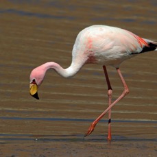 FLAMINGO  PUNA (JAMES)   Adult.  Atacama Vado de Putana.jpg
