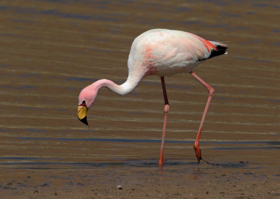 FLAMINGO  PUNA (JAMES)  Adult.  Atacama.  Vado de Putana..jpg
