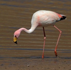 FLAMINGO  PUNA (JAMES)  Adult.  Atacama.  Vado de Putana..jpg