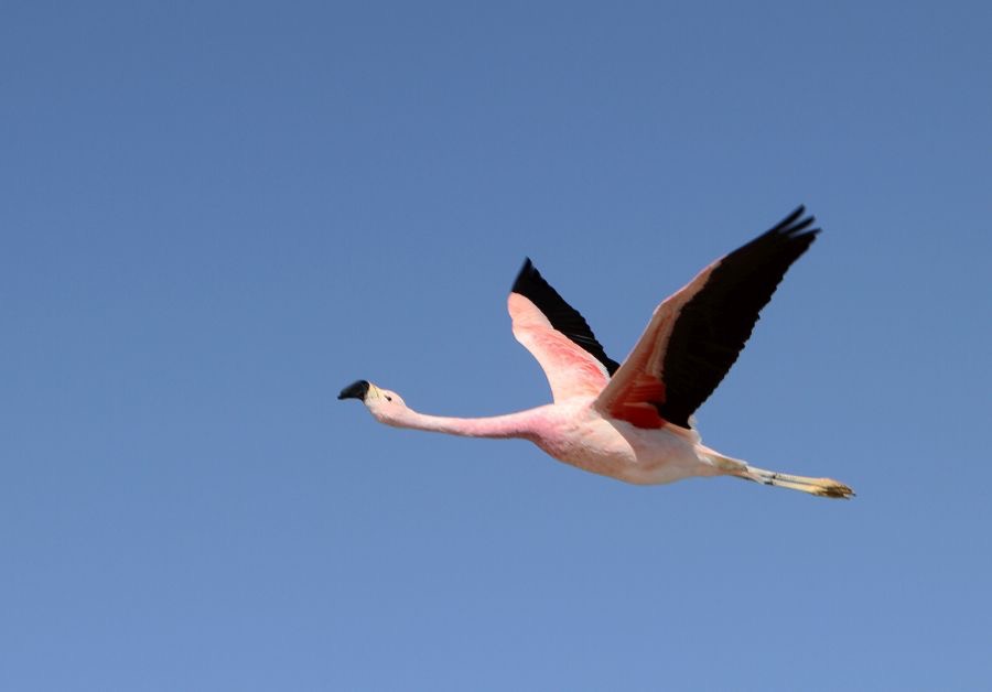 FLAMINGO ANDEAN     .Subadult. flying. Laguna Chaxa..jpg