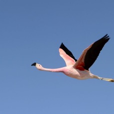 FLAMINGO ANDEAN     .Subadult. flying. Laguna Chaxa..jpg