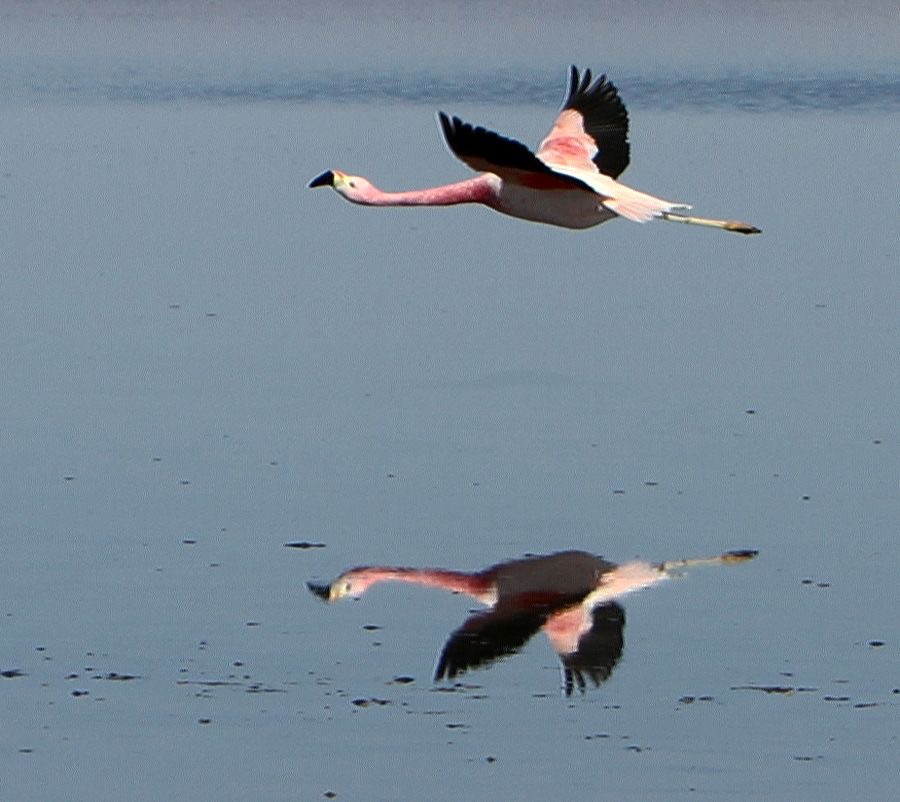 FLAMINGO ANDEAN     Adult Reflection.   Laguna  Chaxa.jpg