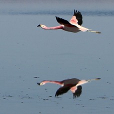 FLAMINGO ANDEAN     Adult Reflection.   Laguna  Chaxa.jpg