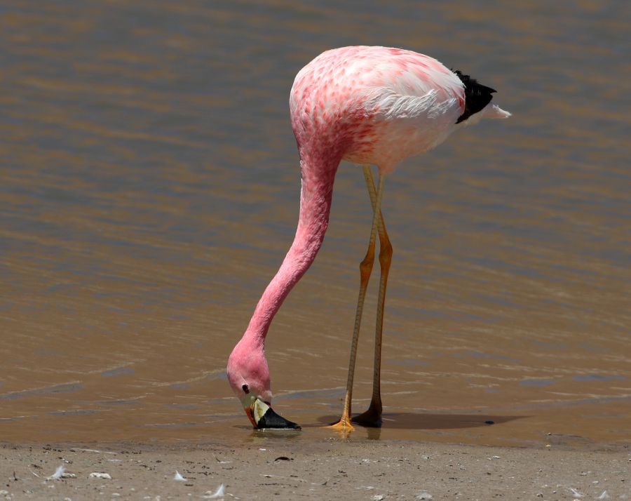 FLAMINGO ANDEAN  Adult feeding.  Vado de Putana.jpg