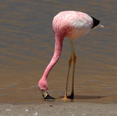 FLAMINGO ANDEAN  Adult feeding.  Vado de Putana.jpg
