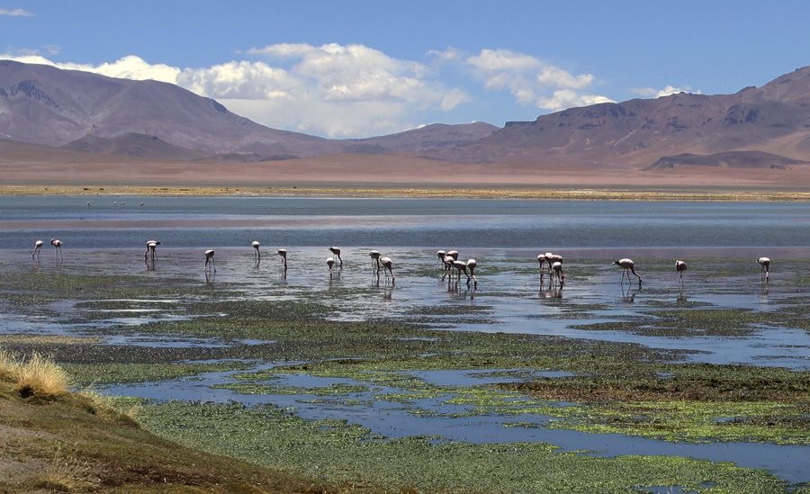 FLAMINGOS. Atacama Saltlake. Salar de Tara..jpg