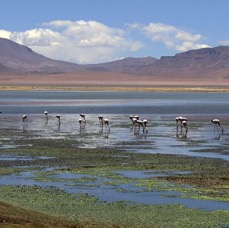FLAMINGOS. Atacama Saltlake. Salar de Tara..jpg
