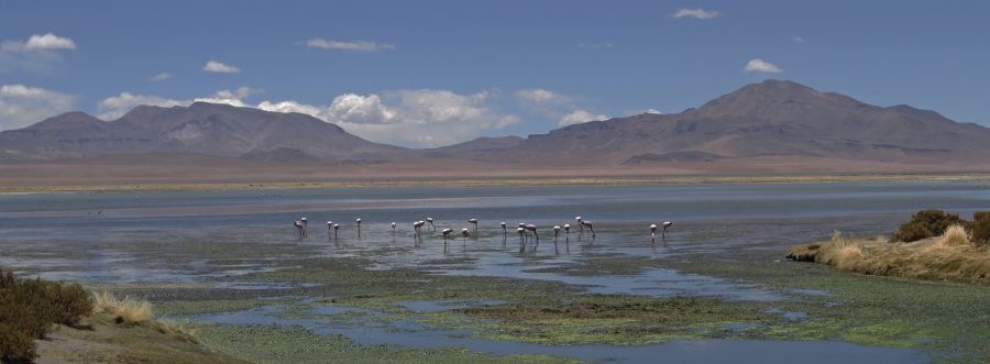 FLAMINGOS..  Atacama Saltlake Salar de Tara...jpg