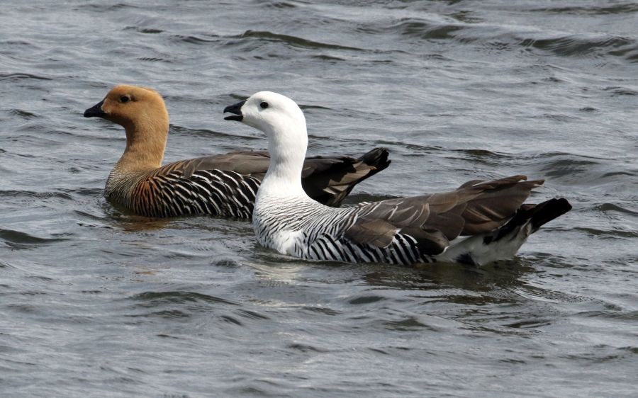 GEESE.  UPLAND.  Torres del Paine.jpg
