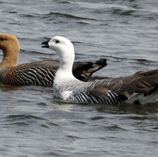GEESE.  UPLAND.  Torres del Paine.jpg
