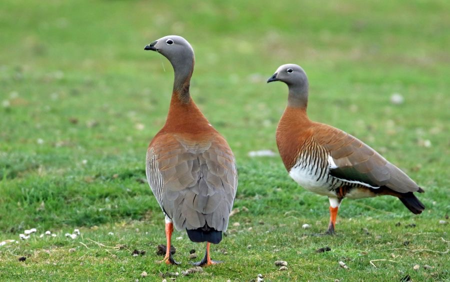 GEESE...            ASHY HEADED            Tierra del Paine..jpg