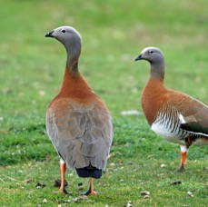 GEESE...            ASHY HEADED            Tierra del Paine..jpg