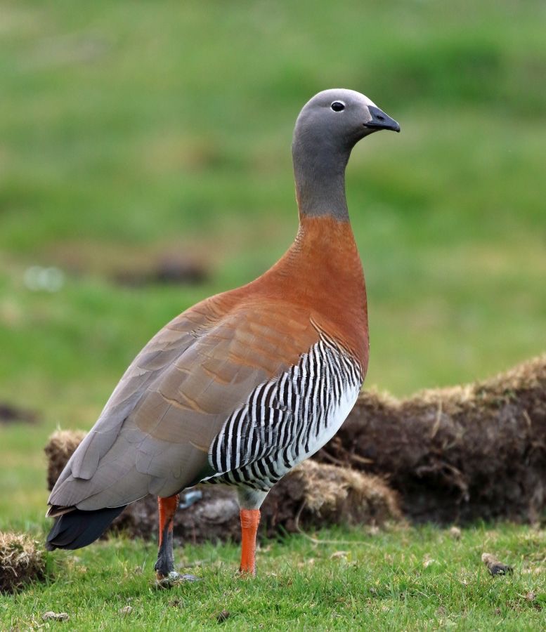 GOOSE          ASHY HEADED          Tierra del Paine.jpg