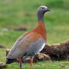 GOOSE          ASHY HEADED          Tierra del Paine.jpg