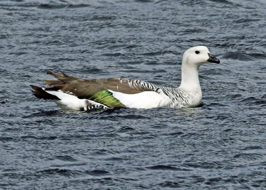 GOOSE      UPLAND  male.             Torres del Paine.jpg