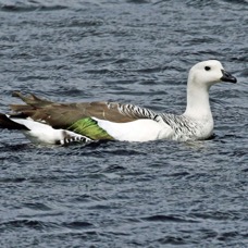 GOOSE      UPLAND  male.             Torres del Paine.jpg